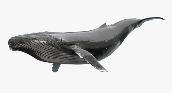 Humpback-Whale-Rigged1