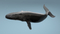 Humpback-Whale-Rigged11