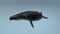 Humpback-Whale-Rigged12