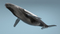 Humpback-Whale-Rigged15