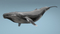 Humpback-Whale-Rigged2