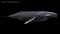 Humpback-Whale-Rigged25