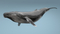 Humpback-Whale-Rigged5