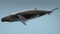 Humpback-Whale-Rigged9