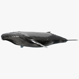 Humpback-Whale1