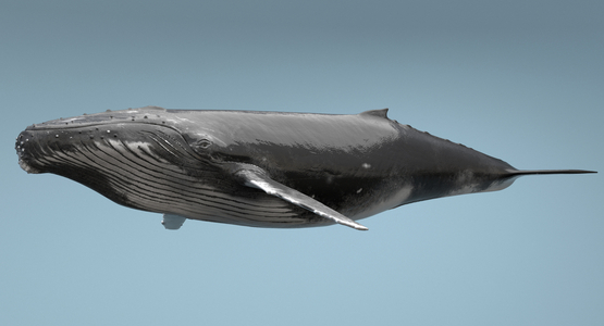Humpback-Whale1