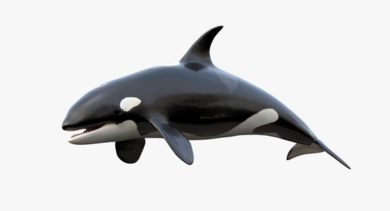 Killer-Whale-Rigged1