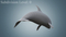 Killer-Whale-Rigged10