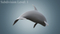 Killer-Whale-Rigged11