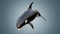 Killer-Whale-Rigged7