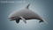 Killer-Whale-Rigged9