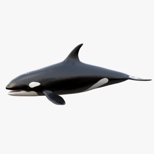 Killer-Whale1