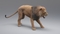 Lion-Animated-Fur-3D-model12