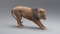 Lion-Animated-Fur-3D-model15