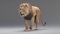 Lion-Animated-Fur-3D-model19