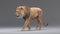 Lion-Animated-Fur-3D-model20