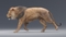 Lion-Animated-Fur-3D-model21