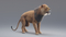 Lion-Animated-Fur-3D-model3