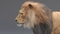 Lion-Animated-Fur-3D-model5