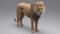Lion-Animated-Fur-3D-model6