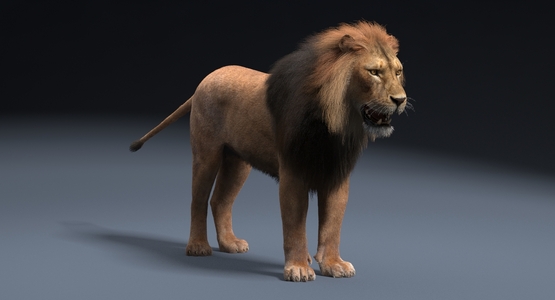 Lion-Fur1