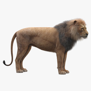 Lion-Rigged-Fur-3D-model1