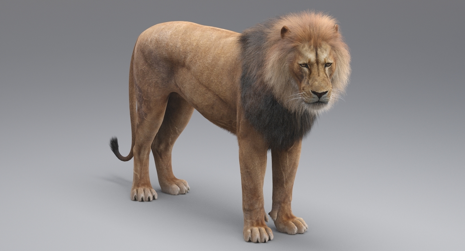 Lion Rigged (Fur) 3D model — Missset