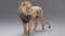 Lion-Rigged-Fur-3D-model7