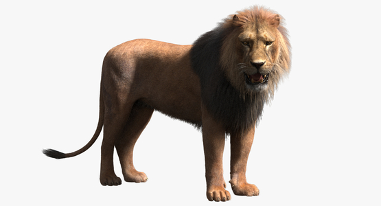 Lion-Rigged-Fur1