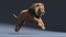 Lion-Rigged-Fur15