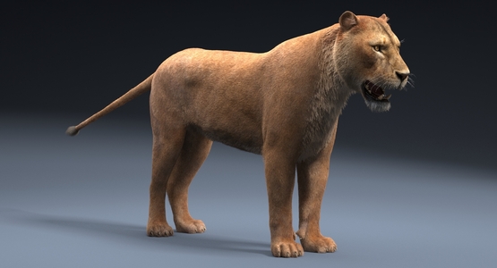 Lioness-Fur1