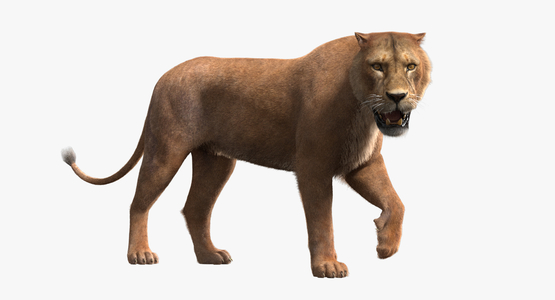 Lioness-Rigged-Fur1