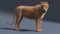 Lioness-Rigged-Fur5