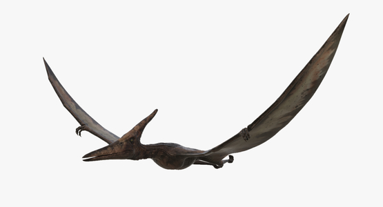 Pteranodon-Animated-3D-model1