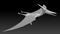 Pteranodon-Animated-3D-model15