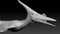 Pteranodon-Animated-3D-model16