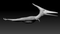 Pteranodon-Animated-3D-model18
