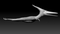 Pteranodon-in-Zbrush9