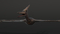 Pteranodon6