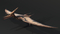 Pteranodon9
