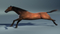 Realistic-Horse-Rigged17
