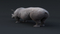Realistic-Rhino6