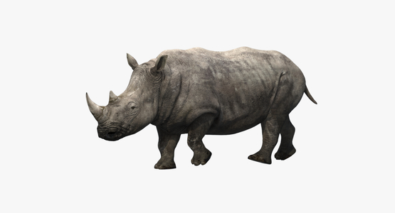 Rhino-Animated-3D1
