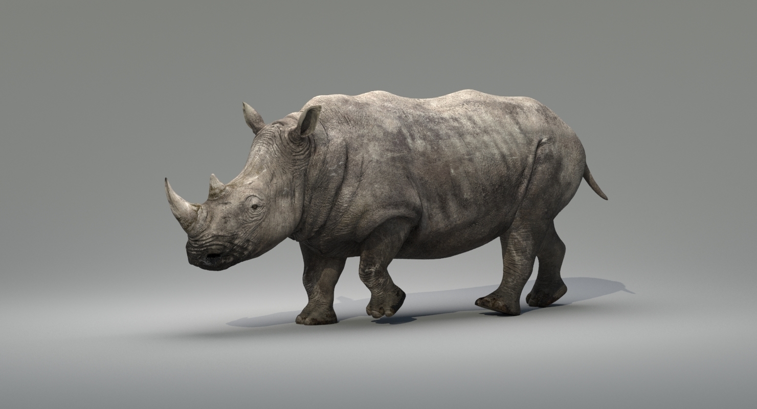 rhinoceros 3 d
