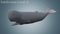 Sperm-Whale-Rigged14