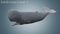 Sperm-Whale-Rigged15