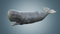 Sperm-Whale-Rigged2