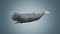 Sperm-Whale-Rigged3