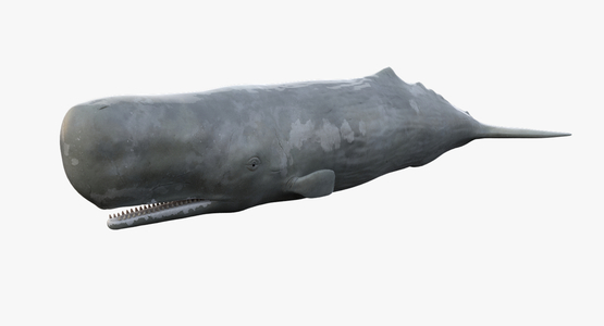 Sperm-Whale1