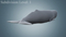 Sperm-Whale21